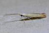 Coleophora sp.